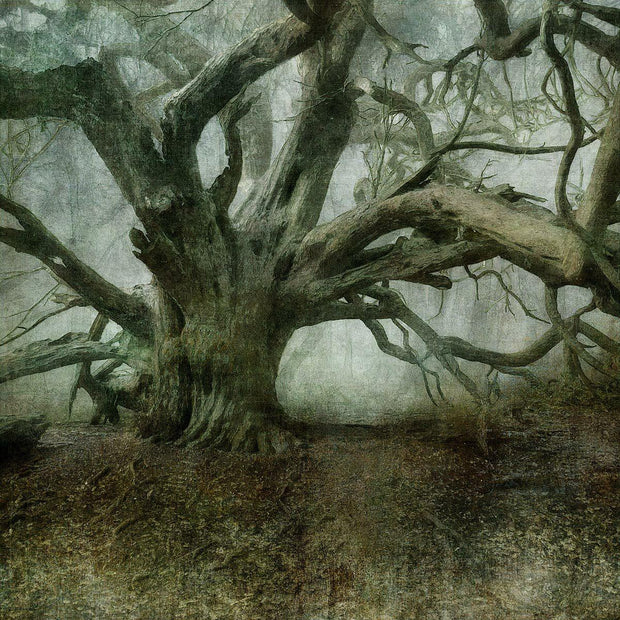 148 - Ancient Kinsley Yews 2 - N50.8887 W0.8326 - Limited Edition